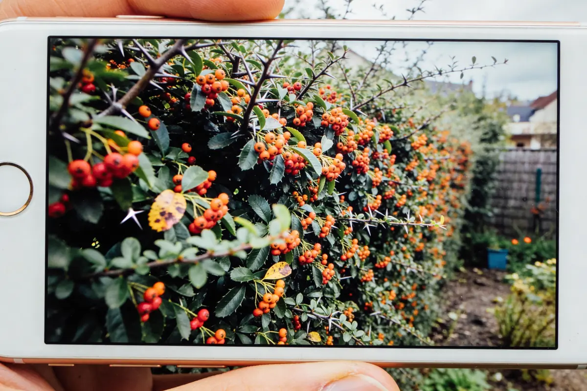 Haie de Pyracantha Interdite : Règles, Alternatives Et Conseils !