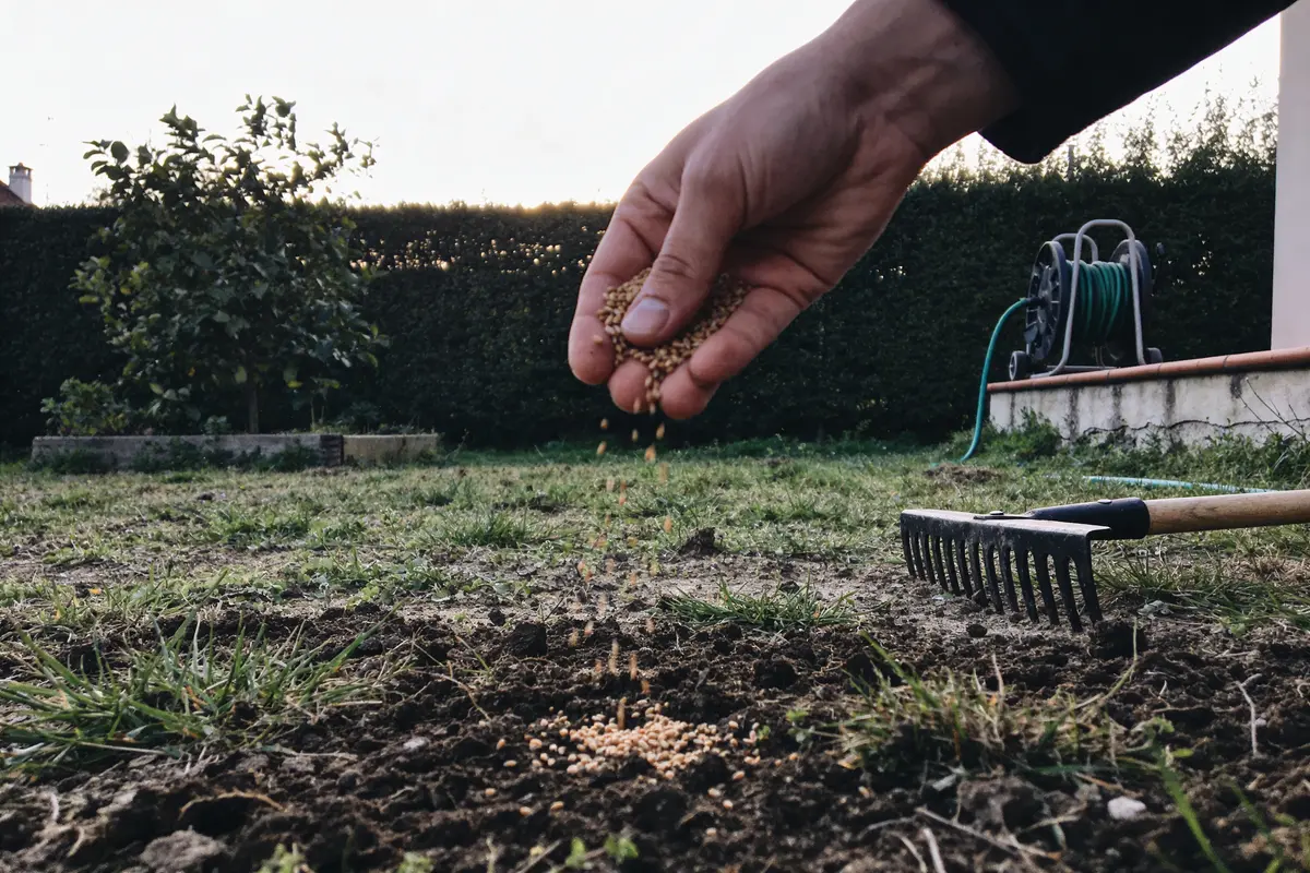 Semer pelouse sans retourner terre : Méthode simple et efficace ?