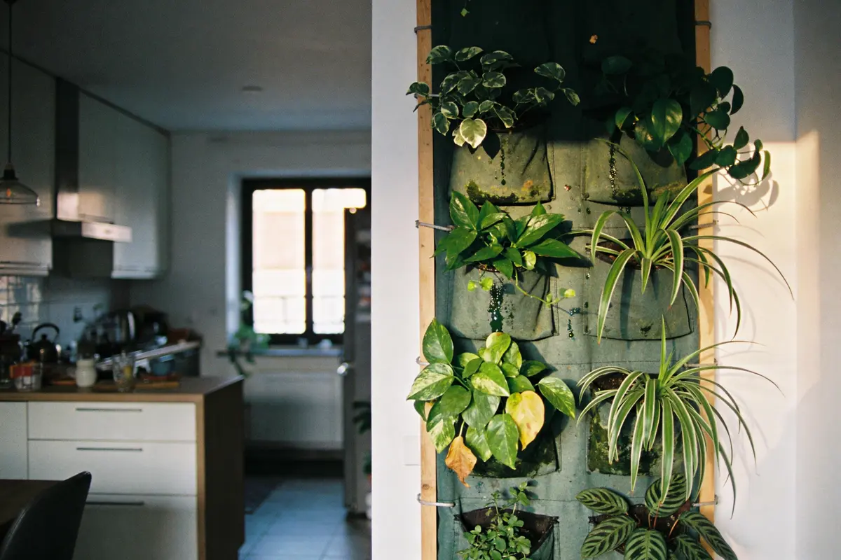 Mur végétal intérieur avec diverses plantes, éclairé par la lumière naturelle, dans une cuisine moderne.