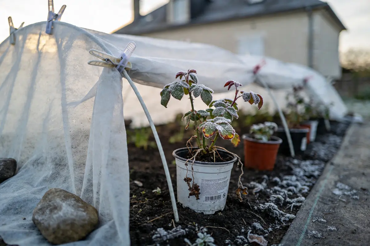 Plantes en pot sous tunnel de protection, recouvertes de givre dans un jardin en hiver.